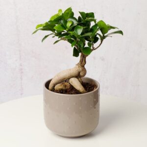 Ficus Ginseng Bonsai in Ceramic Pot