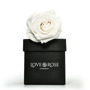 Infinity White Rose Head in Black Vase and Gift Box