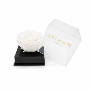 Single rose head in luxury case – White