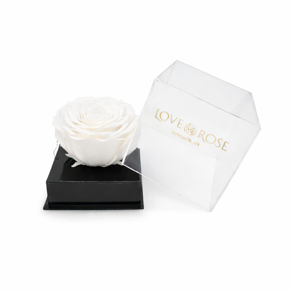 Single rose head in luxury case - White