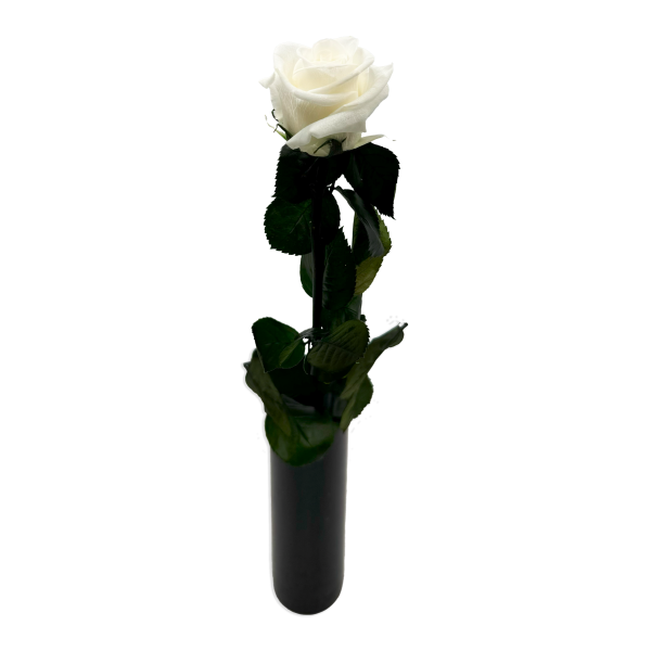 White Infinity Rose Long Stem