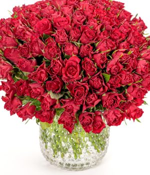 100 Red Roses