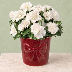 White Azalea in Bow Pot